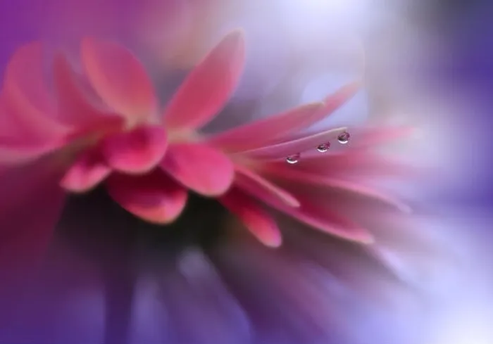 Framed Print : Macro Photography.Floral abstract pastel background with copy space.Gerbera flower.Tranquil Pink Nature Background.Blurred space for your text.Drops Framed Print : Macro Photography.Floral abstract pastel background with copy space.Gerbera flower.Tranquil Pink Nature Background.Blurred space for your text.Drops