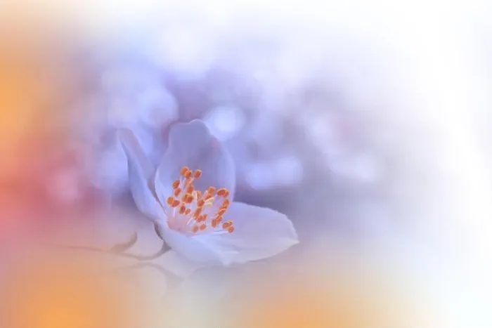 Framed Print : Macro Photography.Floral abstract pastel background with copy space.White Jasmine flowers in soft style for wedding card.Orange Nature Background.Pure Framed Print : Macro Photography.Floral abstract pastel background with copy space.White Jasmine flowers in soft style for wedding card.Orange Nature Background.Pure