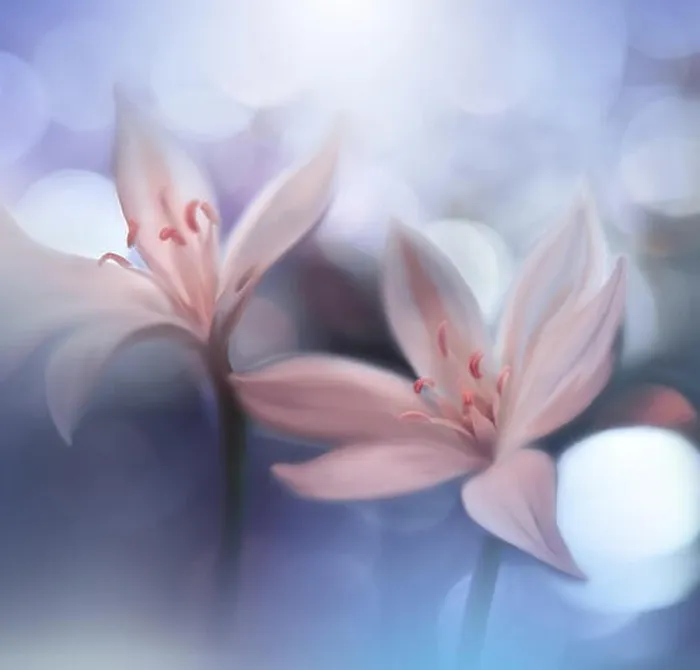 Framed Print : Macro Photography.Floral abstract pastel blue background with copy space.White flower in soft style for wedding card.Nature Background.Floral Design