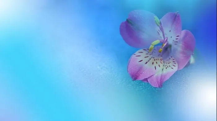 Framed Print : Macro Photography.Floral abstract pastel blue background with copy space.Pink flower in soft style for wedding card.Nature Background.Poster, postcard Framed Print : Macro Photography.Floral abstract pastel blue background with copy space.Pink flower in soft style for wedding card.Nature Background.Poster, postcard