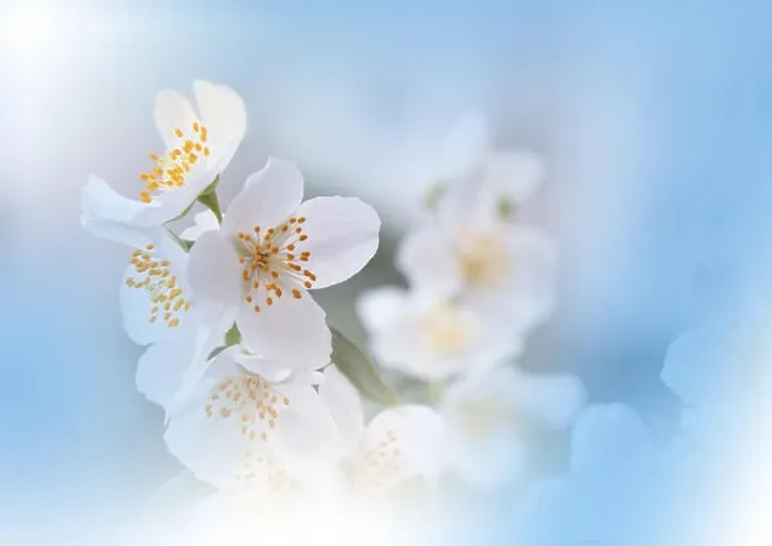 Framed Print : Macro Photography.Floral abstract pastel blue background with copy space.White Jasmine flowers in soft style for wedding card.Orange Nature Background Framed Print : Macro Photography.Floral abstract pastel blue background with copy space.White Jasmine flowers in soft style for wedding card.Orange Nature Background