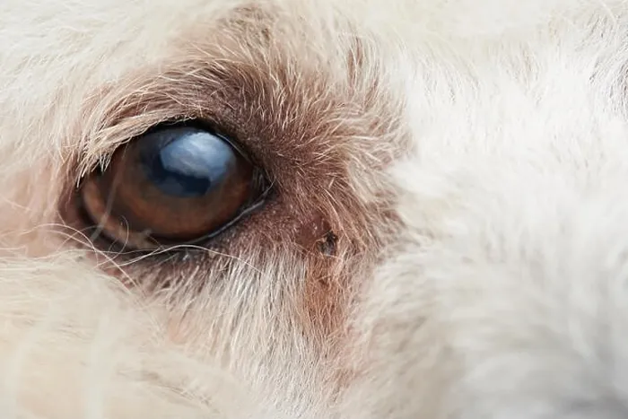 Framed Print : Macro of poodle dog eye with infection. Close-up of dog eye with copy space Framed Print : Macro of poodle dog eye with infection. Close-up of dog eye with copy space