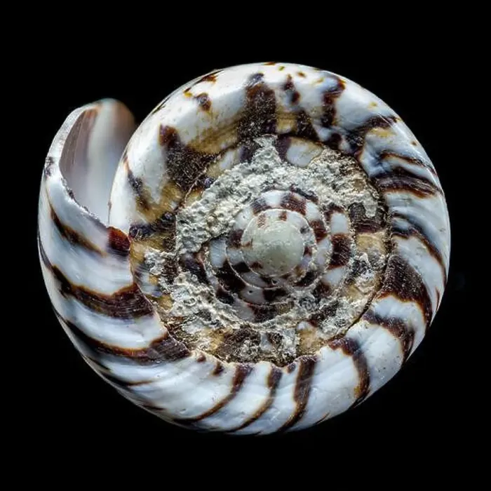 Framed Print : Macro shot of a Conus mustelinus shell showcasing its intricate spiral pattern and natural encrustations Framed Print : Macro shot of a Conus mustelinus shell showcasing its intricate spiral pattern and natural encrustations