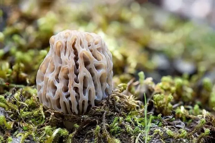 Framed Print : Macro shot of Morchella esculenta growing in the woods. Common morel, yellow morel, true morel mushroom Framed Print : Macro shot of Morchella esculenta growing in the woods. Common morel, yellow morel, true morel mushroom