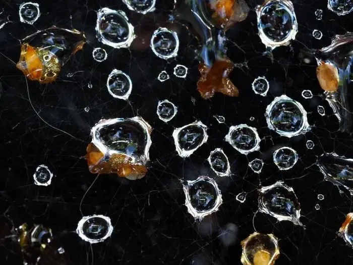 Framed Print : A macro shot of some water droplets caught in a spider's web Framed Print : A macro shot of some water droplets caught in a spider's web