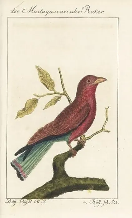 Framed Print : Madagascar broad-billed roller or cinnamon roller Framed Print : Madagascar broad-billed roller or cinnamon roller