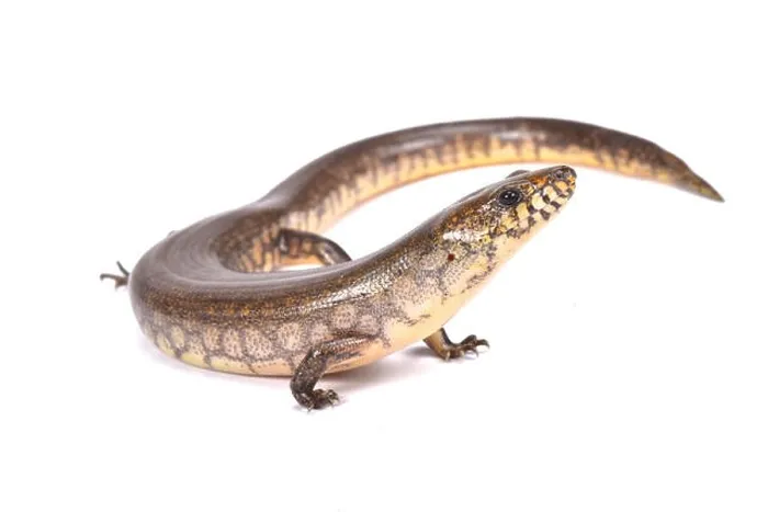 Framed Print : Madagascar giant waterskink (Amphiglossus reticulatus) Madagascar Framed Print : Madagascar giant waterskink (Amphiglossus reticulatus) Madagascar