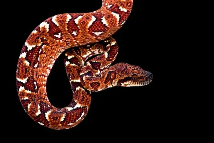 Framed Print : Madagascar tree boa (Sanzinia madagascariensis) Framed Print : Madagascar tree boa (Sanzinia madagascariensis)