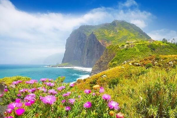 Madeira - landscape with flowers and cliff coastline near Ponta Delgada, Madeira Island, Portugal