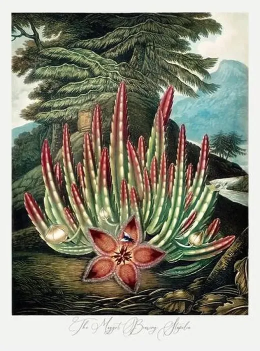 Framed Print : The Maggot Bearing Stapelia. Antique Victorian Flower painting Framed Print : The Maggot Bearing Stapelia. Antique Victorian Flower painting