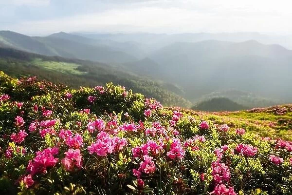 Magic pink rhododendron flowers covered summer mountain meadow. Incredible spring morning in mountains with amazing pink rhododendron flowers