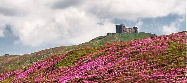 Magic pink rhododendron flowers on summer Carpathian mountains. Old Polish observatory on Pip Ivan mountain. Landscape photography
