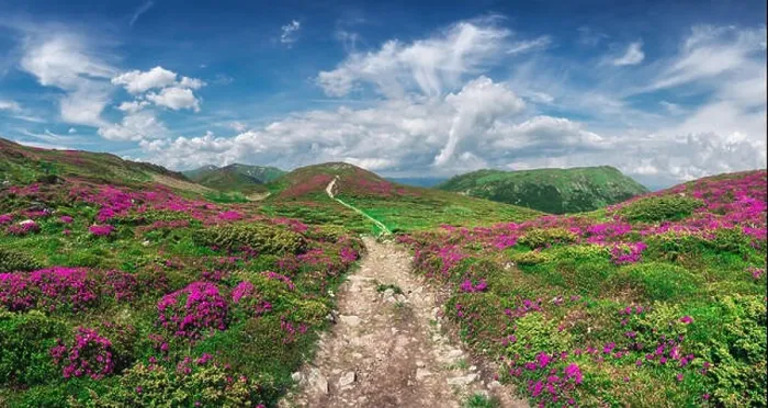 Framed Print : Magic pink rhododendron flowers on summer mountain. Blue sky and fluffy clouds. Chornohora ridge, Carpathians, Ukraine, Europe Framed Print : Magic pink rhododendron flowers on summer mountain. Blue sky and fluffy clouds. Chornohora ridge, Carpathians, Ukraine, Europe