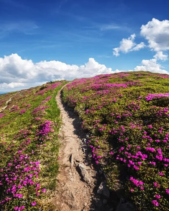 Framed Print : Magic pink rhododendron flowers on summer mountain. Blue sky and fluffy clouds. Chornohora ridge, Carpathians, Ukraine, Europe Framed Print : Magic pink rhododendron flowers on summer mountain. Blue sky and fluffy clouds. Chornohora ridge, Carpathians, Ukraine, Europe