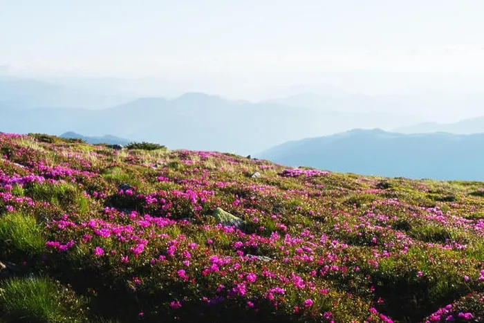 Framed Print : Magic pink rhododendron flowers on summer mountain. Dramatic sky and colorful sunset. Chornohora ridge, Carpathians, Ukraine, Europe Framed Print : Magic pink rhododendron flowers on summer mountain. Dramatic sky and colorful sunset. Chornohora ridge, Carpathians, Ukraine, Europe