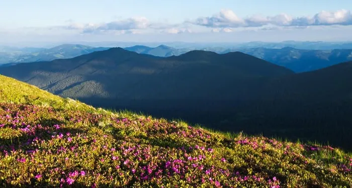 Framed Print : Magic pink rhododendron flowers on summer mountain. Dramatic sky and colorful sunset. Chornohora ridge, Carpathians, Ukraine, Europe Framed Print : Magic pink rhododendron flowers on summer mountain. Dramatic sky and colorful sunset. Chornohora ridge, Carpathians, Ukraine, Europe