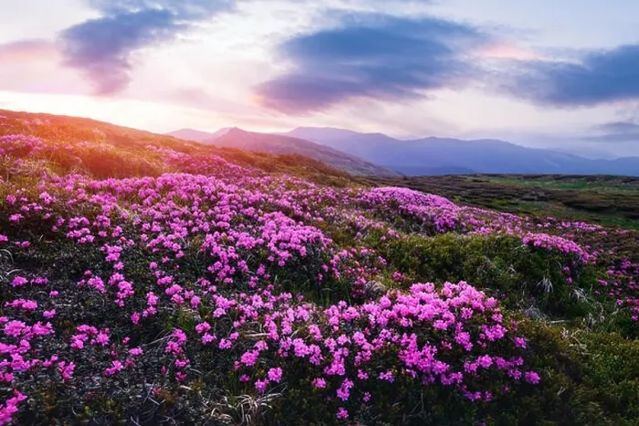 Framed Print : Magic pink rhododendron flowers on summer mountain. Dramatic sky and colorful sunset. Chornohora ridge, Carpathians, Ukraine, Europe Framed Print : Magic pink rhododendron flowers on summer mountain. Dramatic sky and colorful sunset. Chornohora ridge, Carpathians, Ukraine, Europe