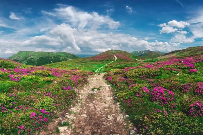 Framed Print : Magic pink rhododendron flowers on summer mountain. Blue sky and fluffy clouds. Chornohora ridge, Carpathians, Ukraine, Europe Framed Print : Magic pink rhododendron flowers on summer mountain. Blue sky and fluffy clouds. Chornohora ridge, Carpathians, Ukraine, Europe
