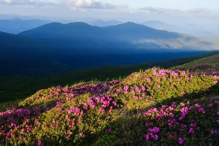 Framed Print : Magic pink rhododendron flowers on summer mountain. Dramatic sky and colorful sunset. Chornohora ridge, Carpathians, Ukraine, Europe