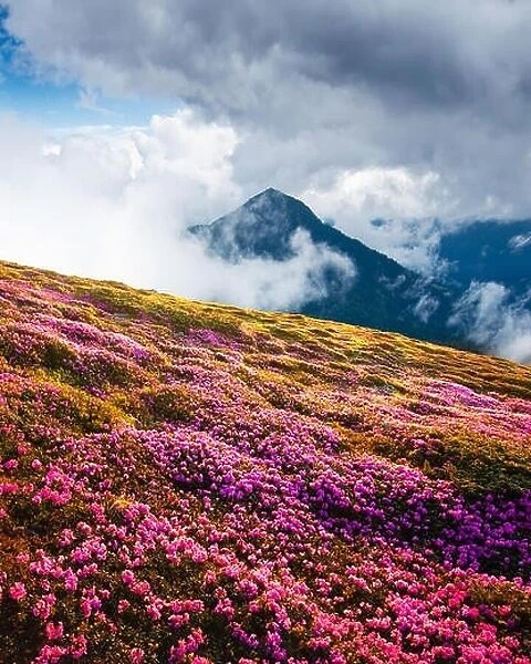Magic pink rhododendron flowers on summer mountains. Dramatic cloudy sky and foggy meadow