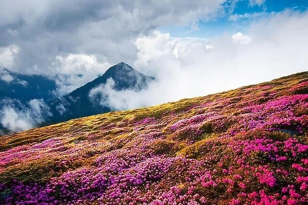 Magical landscape with charming pink rhododendron flowers at Carpathian mountains location, Ukraine, Europe