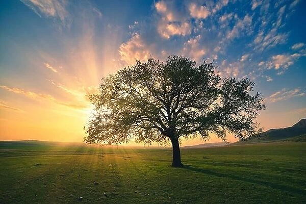 Magical sunrise with warm sun rays, green meadow and big tree