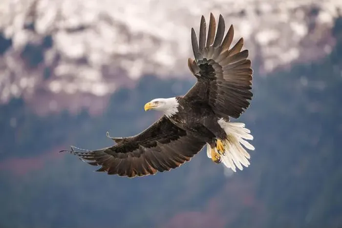 Framed Print : Magnificent Bald Eagle Gliding in Majestic Flight Over Scenic Sn Framed Print : Magnificent Bald Eagle Gliding in Majestic Flight Over Scenic Sn