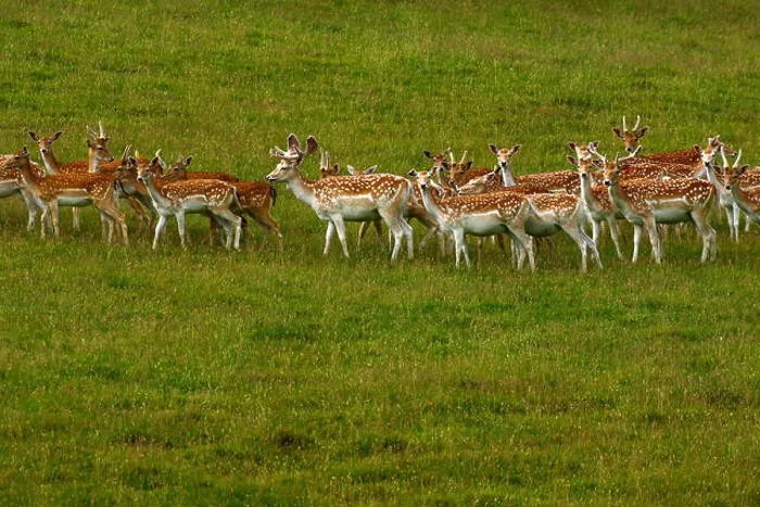 Framed Print : Magnificent fallow deer in a parkland setting in spotty summer coats Framed Print : Magnificent fallow deer in a parkland setting in spotty summer coats