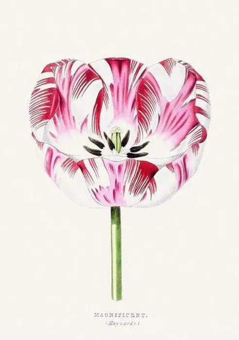Framed Print : Magnificent Flower. Colorful Flower Illustration. Vintage Botanical Art. Circa 1848 Framed Print : Magnificent Flower. Colorful Flower Illustration. Vintage Botanical Art. Circa 1848