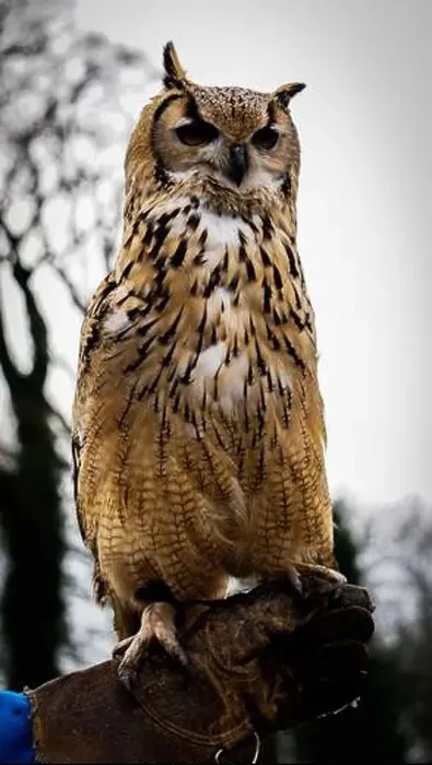 Framed Print : A magnificent Owl perches upon a mans hand. This image displays the beauty of Owls Framed Print : A magnificent Owl perches upon a mans hand. This image displays the beauty of Owls