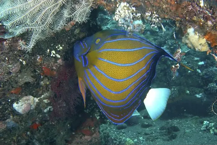 Framed Print : A magnificent ring angelfish (Pomacanthus annularis) with a bright pattern on a coral reef Framed Print : A magnificent ring angelfish (Pomacanthus annularis) with a bright pattern on a coral reef