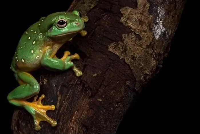 Framed Print : Magnificent tree frog (Litoria splendida) Framed Print : Magnificent tree frog (Litoria splendida)
