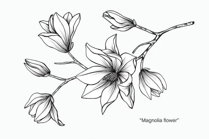 Framed Print : Magnolia flower drawing illustration. Black and white with line art on white backgrounds Framed Print : Magnolia flower drawing illustration. Black and white with line art on white backgrounds