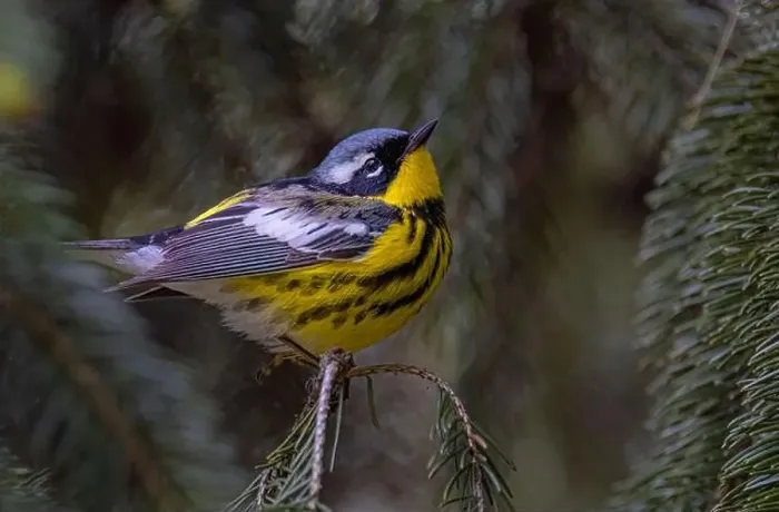 Framed Print : Magnolia warbler perched on branch in spring in Ottawa, Canada