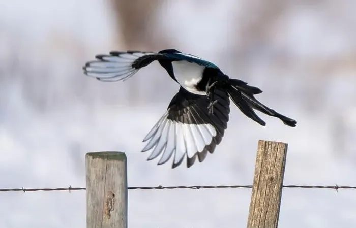 Framed Print : Magpie in Flight Framed Print : Magpie in Flight