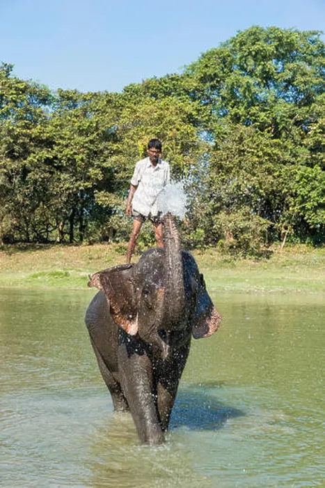 Framed Print : Mahout standing on the back of his Indian elephant (Elephas maximus indicus) and taking a bath in the river Framed Print : Mahout standing on the back of his Indian elephant (Elephas maximus indicus) and taking a bath in the river