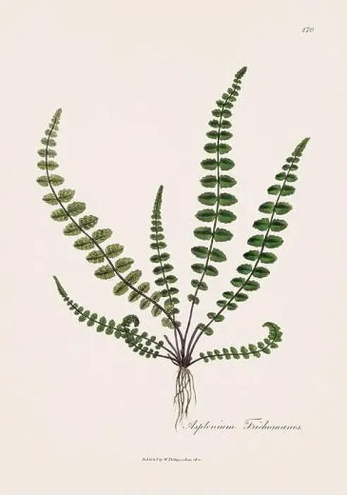Framed Print : Maidenhair spleenwort. Botanical Illustration: Antique Medical Botanical Artwork from a 19th-century Botany Book Plate Framed Print : Maidenhair spleenwort. Botanical Illustration: Antique Medical Botanical Artwork from a 19th-century Botany Book Plate