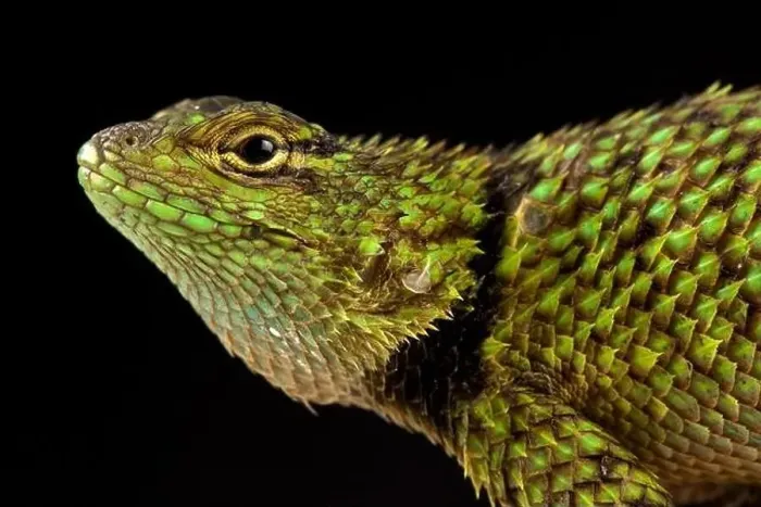 Framed Print : Mail-snouted Spiny Lizard (Sceloporus internasalis) Framed Print : Mail-snouted Spiny Lizard (Sceloporus internasalis)