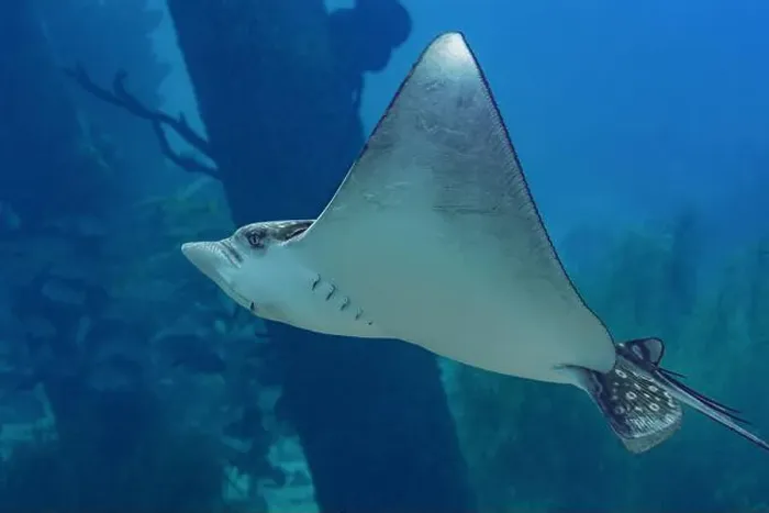 Framed Print : Majestic Aetobatus ocellatus, commonly known as the spotted eagle ray Framed Print : Majestic Aetobatus ocellatus, commonly known as the spotted eagle ray