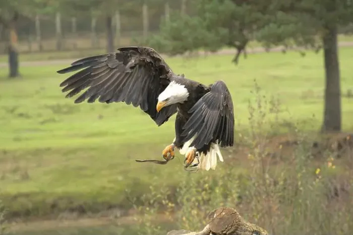 Framed Print : Majestic American Bald Eagle Portrait in the Wild
