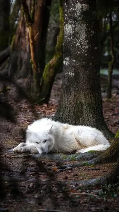 Framed Print : A majestic Arctic wolf, distinguished by its pure white fur Framed Print : A majestic Arctic wolf, distinguished by its pure white fur