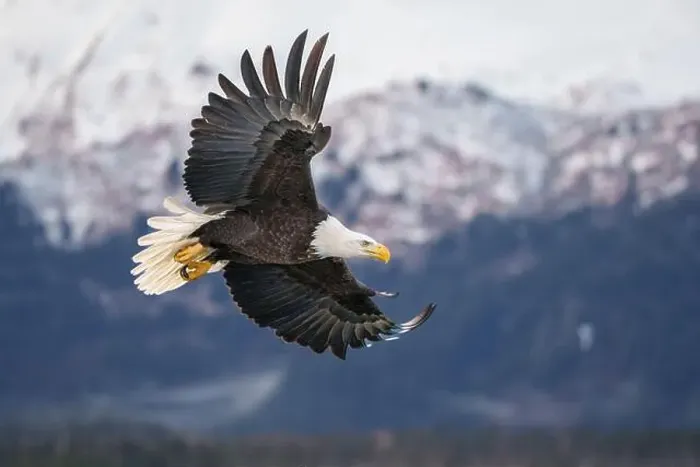 Framed Print : Majestic Bald Eagle in Flight Over Snowy Mountain Landscape Framed Print : Majestic Bald Eagle in Flight Over Snowy Mountain Landscape