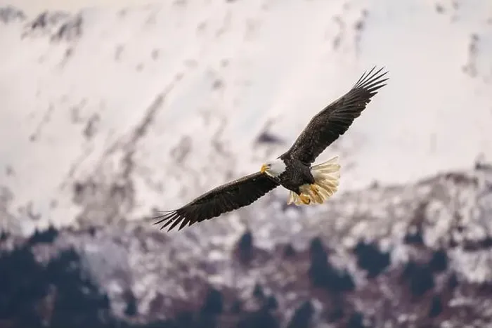 Framed Print : Majestic Bald Eagle in Flight Over Snowy Mountain Landscape