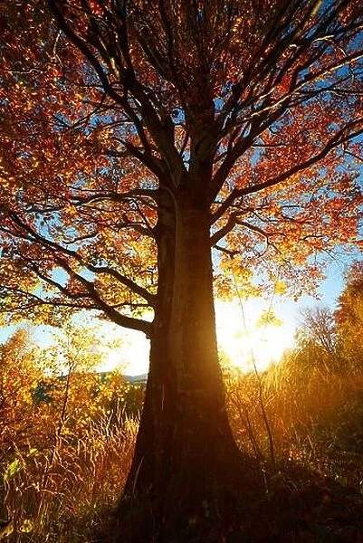 Majestic beech tree with sunny beams