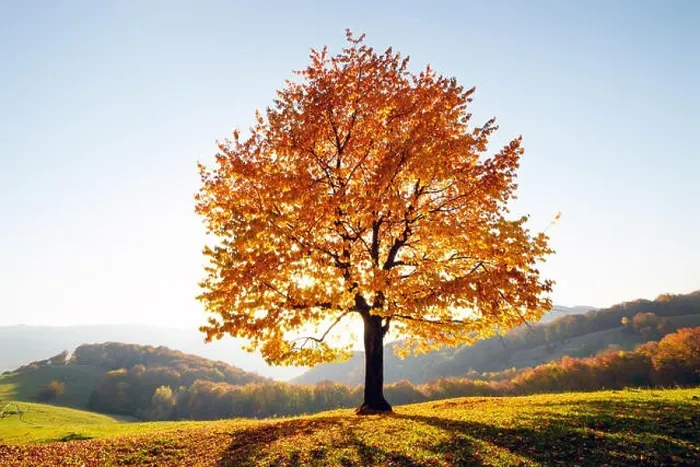 Framed Print : Majestic beech tree with sunny beams at autumn mountain valley. Dramatic colorful evening scene. Carpathian mountains, Ukraine. Landscape photography Framed Print : Majestic beech tree with sunny beams at autumn mountain valley. Dramatic colorful evening scene. Carpathian mountains, Ukraine. Landscape photography