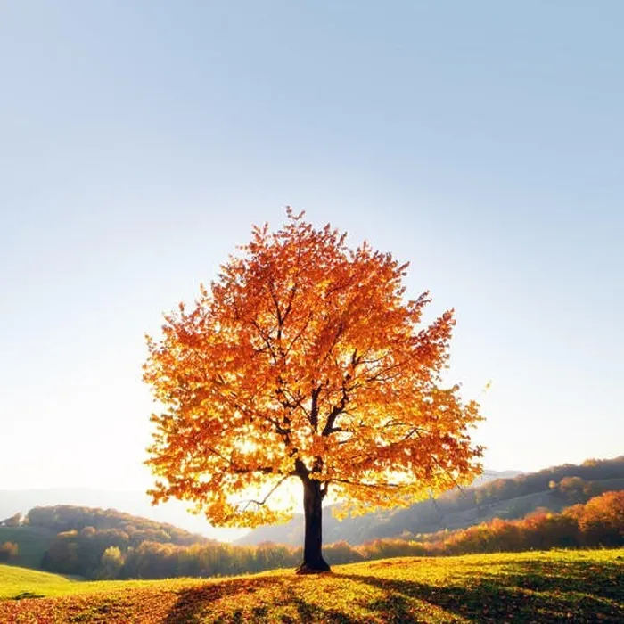 Framed Print : Majestic beech tree with sunny beams at autumn mountain valley. Dramatic colorful evening scene. Carpathian mountains, Ukraine. Landscape photography Framed Print : Majestic beech tree with sunny beams at autumn mountain valley. Dramatic colorful evening scene. Carpathian mountains, Ukraine. Landscape photography