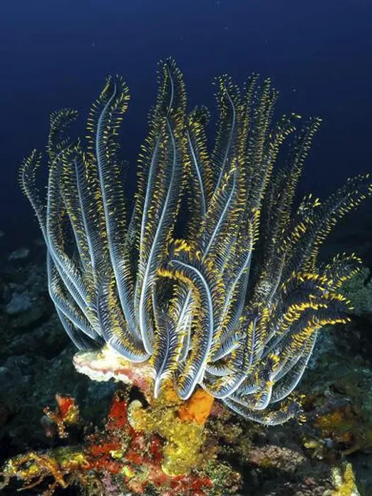 Framed Print : Majestic blue-yellow feather star Framed Print : Majestic blue-yellow feather star