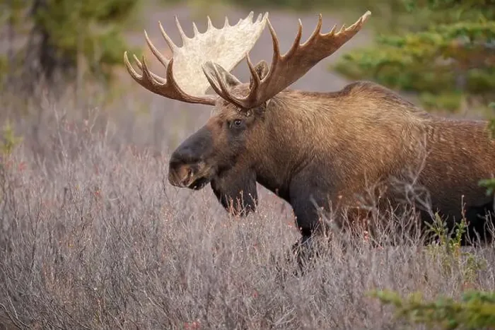 Framed Print : Majestic Bull Moose in Natural Habitat During Daylight Framed Print : Majestic Bull Moose in Natural Habitat During Daylight