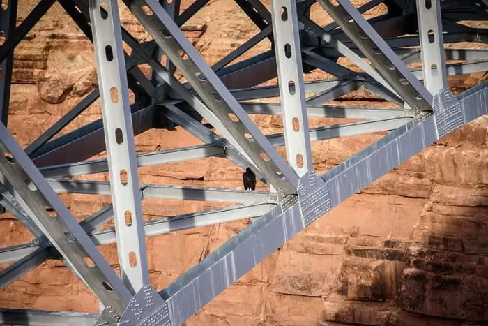Framed Print : A majestic California condor sitting on the beams of the Navajo Bridge in Arizona Framed Print : A majestic California condor sitting on the beams of the Navajo Bridge in Arizona