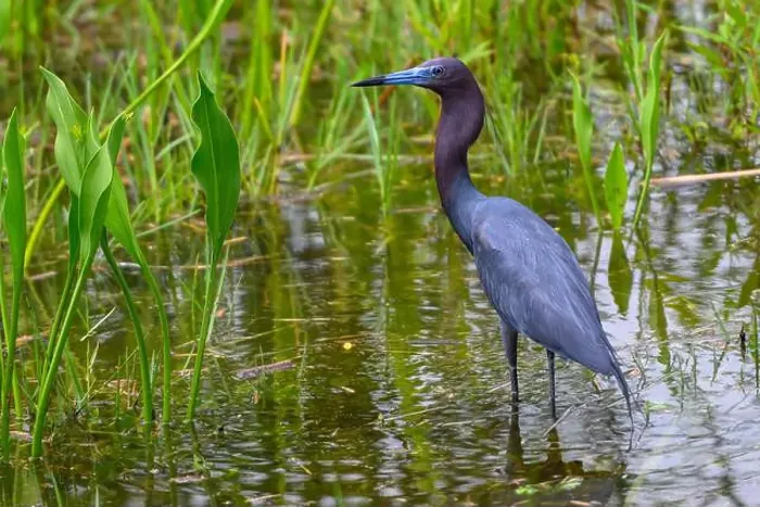 Framed Print : Majestic little blue Heron standing in a pond at attention for food Framed Print : Majestic little blue Heron standing in a pond at attention for food